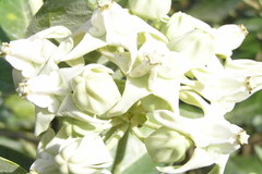 Calotropis gigantea